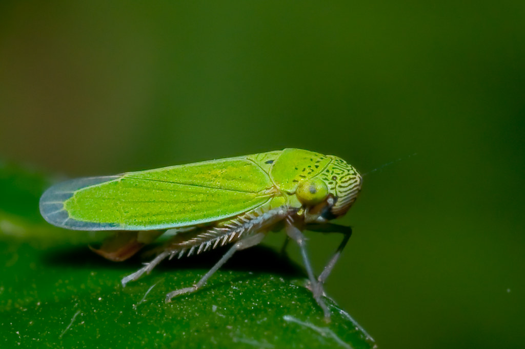 Cicadellidae
